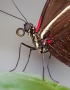 Bokorys motýla rodu Heliconius