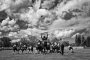 Stallions IV.