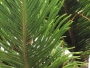 Srí Lanka