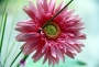 gerbera