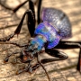 Carabus intricatus