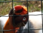 Pipin-ZOO