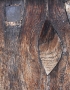 oko