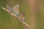 Makro a Close-up - Fotograf roku - Kreativita - XI.kolo - Dámská jízda