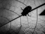 Macroworld in B&W