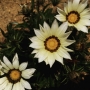 Flower Star