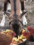 Hostina