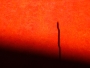 Wire in the eye