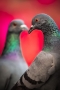 Lovebirds