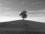 Miluše Chvalovská - Sám