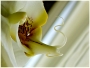 Orchidea