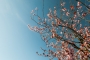 Duc Anh Pham - Sakura
