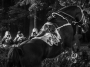 Magdaléna Straková - Fotografové na Velké pardubické