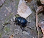 brouk modrý (majka)