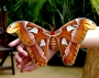 Attacus atlas
