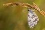 Melanargia galathea