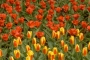 Karel Ječný -Tulipány
