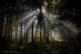 Juraj  Grega - magic forest