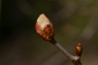 Poupě