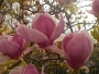 Magnolie