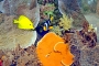 Plávajúci Nemo