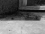 Lucie Le - ,
