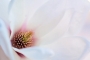 Miroslava Wolfová - Magnolia
