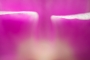 Orchidej