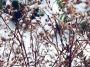 frozen