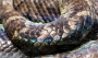 Serpentina