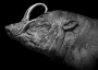 Babirusa