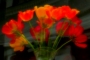 Natalie A. Rollko - TULIPÁNY