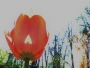 I tulipány mají srdce
