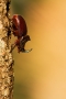 Jiří Vondráček -Nosorožík kapucínek (Oryctes nasicornis)