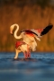Jiří Vondráček -Plameňák růžový (Phoenicopterus roseus)