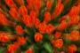 Tuliflames 