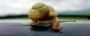Le Escargot 