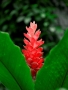 Alpinia purpurata