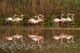 Alena Linder -Camargue....