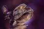 Purple dream