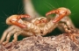 Petr Wolf -Scorpion
