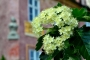 Květy 5