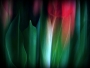 Tulipán