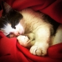 Anastázie Doležalová -Sweet Dreams