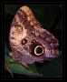 Zdeněk  Baudyš - Lepidoptera