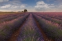 Morning sunrise in the lavender fields near Valensole