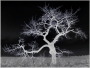 Strom