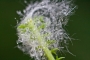 bubble abstract
