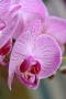 Orchidej