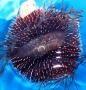 Sphaerechinus granularis